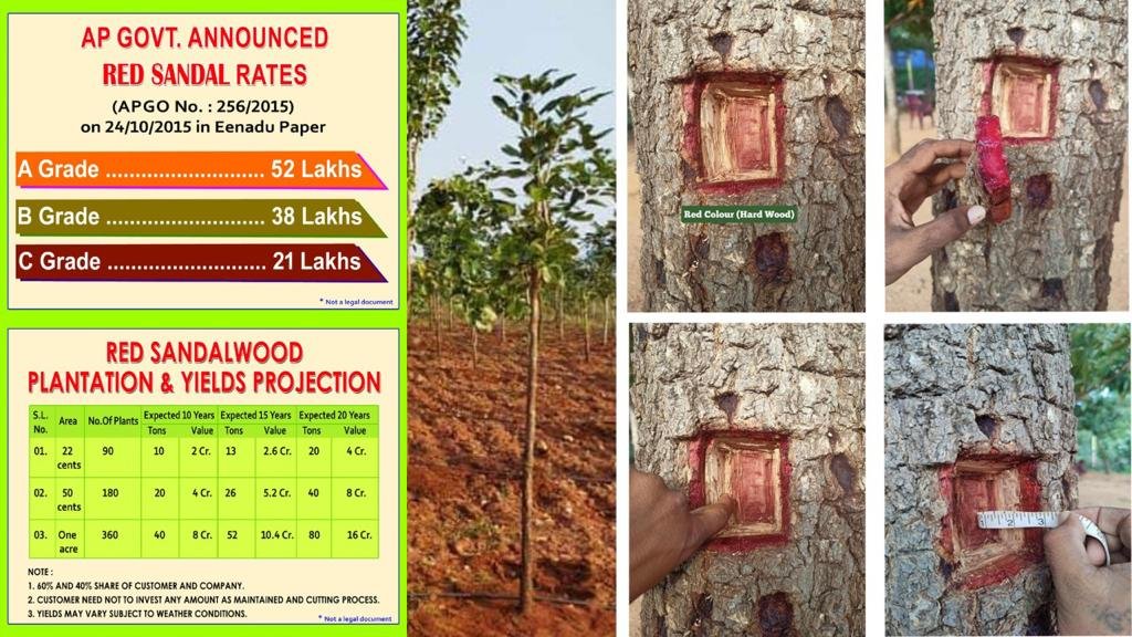 RED SANDIL PROJECT IN SAI PROPERTIES & PROJECTS