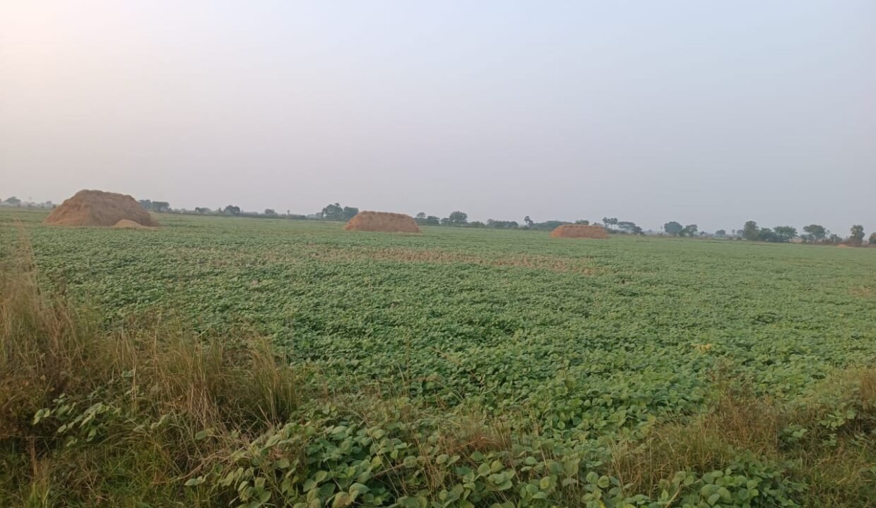Agriculture Land For Sale In Pedapadu