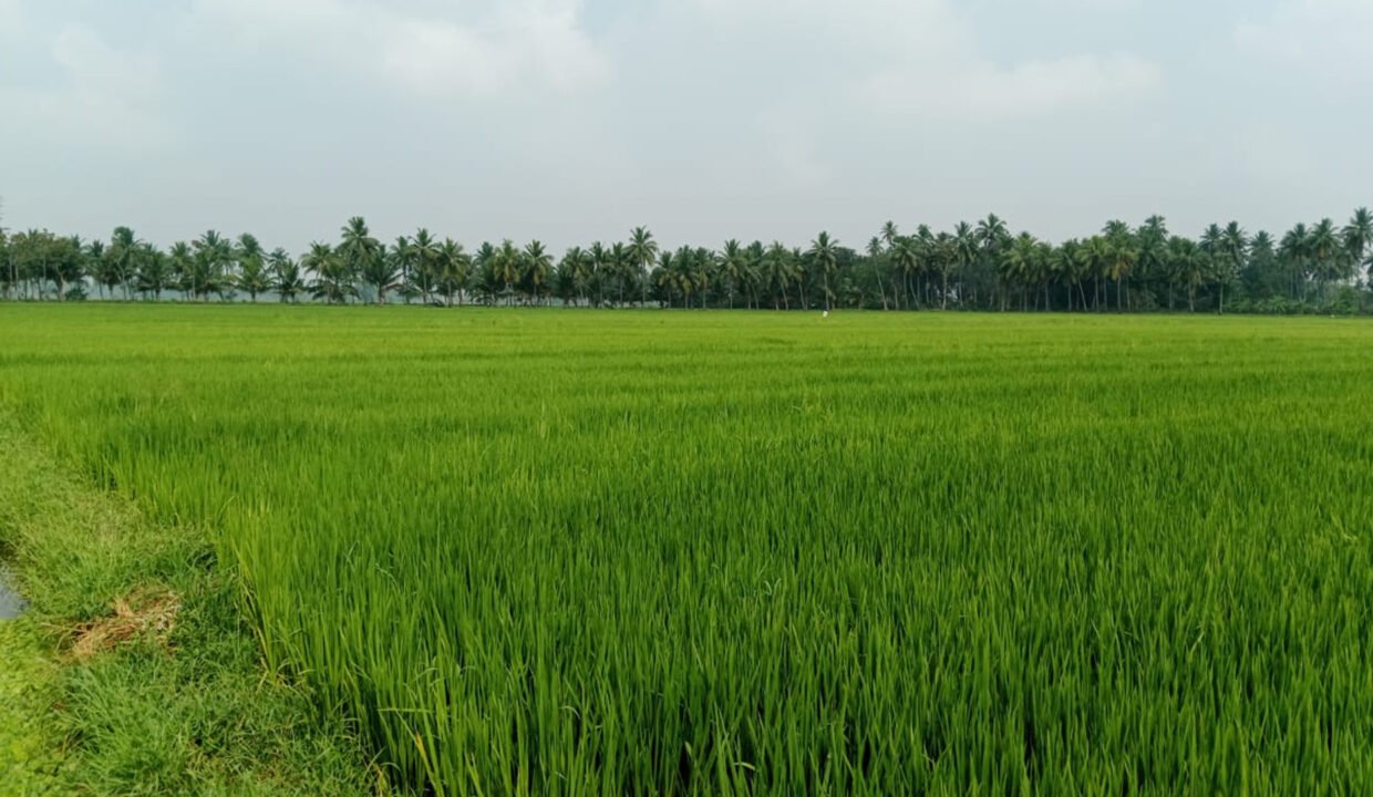 Agriculture land for sale in Tanukuvada, kajuluru mandalam